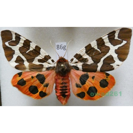 Arctia caja (Linnaeus, 1758) Niedźwiedziówka kaja female Poland86g